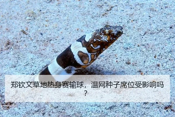zheng-qin-wen-cao-di-re-shen-sai-shu-qiu-wen-wang-zhong-zi-xi-wei-shou-ying-xiang-ma-2-880.jpg